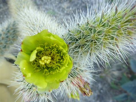 Flower and stem - pictures of Cylindropuntia Bigelovii - Southwest USA Cylindropuntia