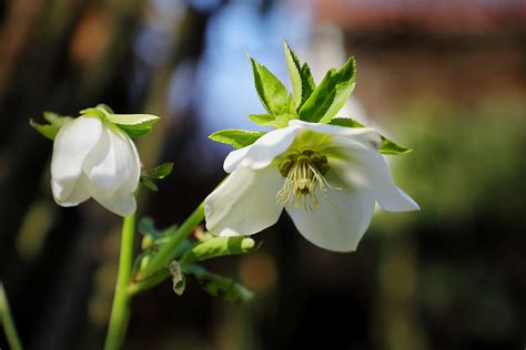 White Christmas Rose by Laura-B-R on DeviantArt