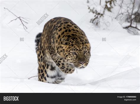 Amur Leopard in a snowy forest hunting for prey. Stock Photo & Stock Images | Bigstock