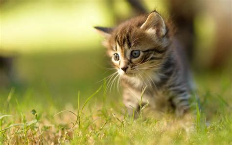 Download Cute Cat Pictures | Wallpapers.com