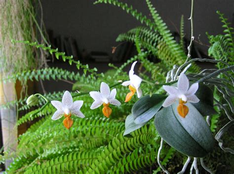 Phalaenopsis Mini Mark orchid hybrid care and culture | Travaldo's blog