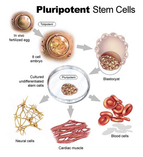 What is Embryonic Stem Cell Research