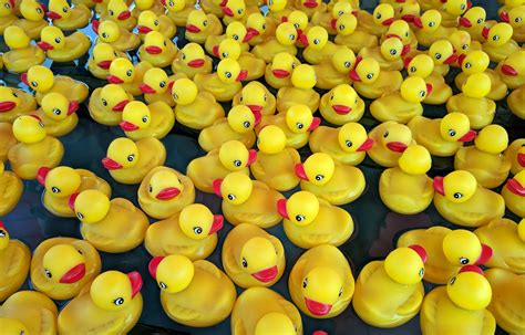 Rubber Duckies Free Stock Photo - Public Domain Pictures