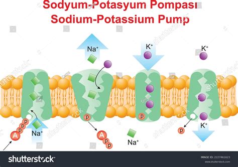 Sodium-potassium Pump Sodium Potassium Relationship Stock Vector ...