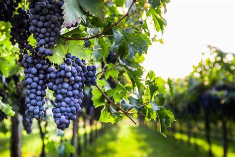 How to Harvest Grapes: The 2 Best Methods - Minneopa Orchards