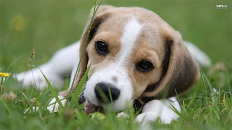 Cute beagle dog lying on the grass wallpapers and images - wallpapers, pictures, photos