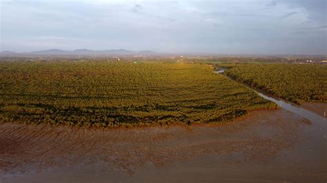 Aerial view mangrove trees forest 7791056 Stock Video at Vecteezy