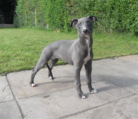 mini-silver-blue-female-kc-reg-whippet-puppy-521636c71edea.JPG (1280×1112) | Whippet puppies ...