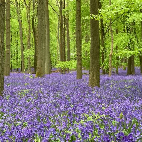 Ashridge Bluebells ~ A Forest Of Pure Magic | Places to visit uk, Special places, Forest