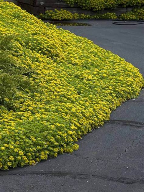 120 SEDUM YELLOW Ground Cover Aka STONECROP Succulent Perennial Flower Seeds - Etsy