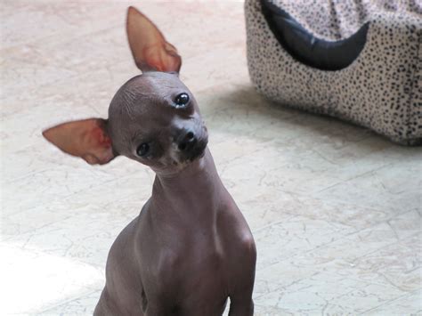 Chihuahua Hairless Dog - Pets Lovers