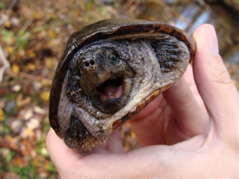 Public Domain Picture | Common Musk Turtle | ID: 13968237616807 | PublicDomainFiles.com