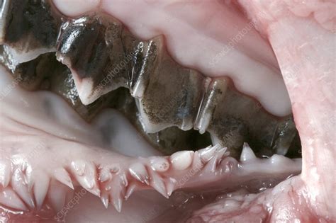 Pig teeth - Stock Image - C002/5572 - Science Photo Library