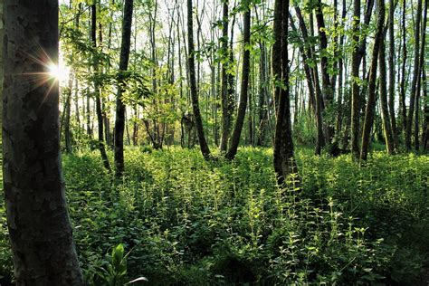 Green Day | Sunrise in the forest | Pere Perarnau | Flickr