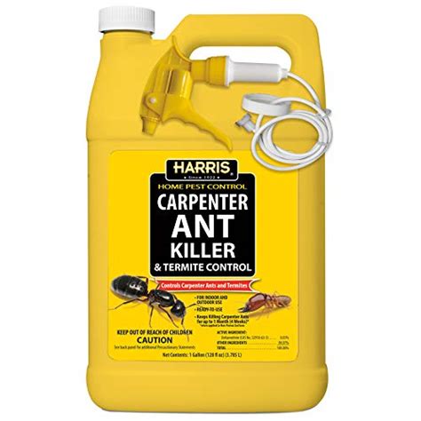 How To Choose The Best Carpenter Ant Treatment - Gadget Infinity