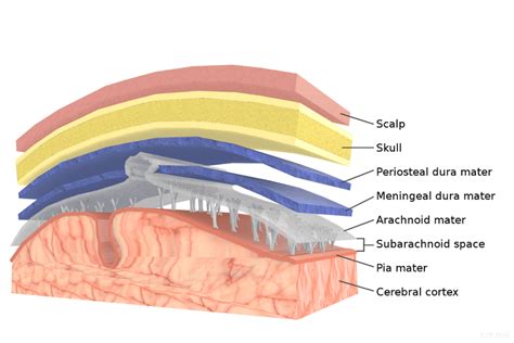 Meninges: Function and Layers