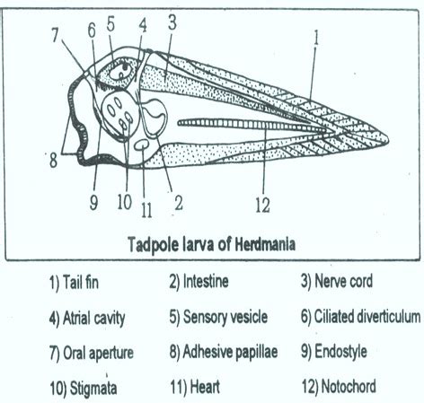 HERDMANIA TADPOLE LARVA