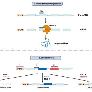 Functional mechanism of Antisense Oligonucleotide mediated modulation ...