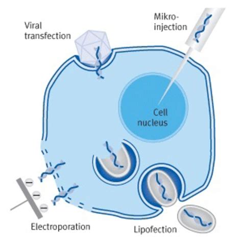 Transfection of mammalian cells - methods & advantages