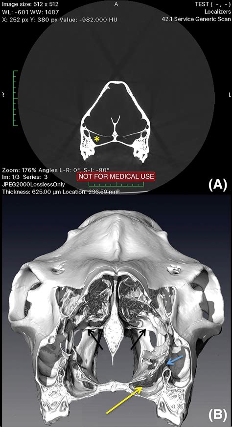 The Nasal Complex of a Semiaquatic Artiodactyl, the Moose (Alces alces): Is it a Good ...