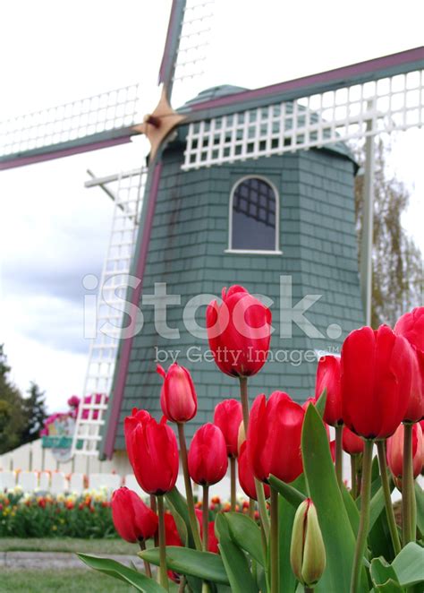 Mt Vernon Tulip Festival Stock Photo | Royalty-Free | FreeImages