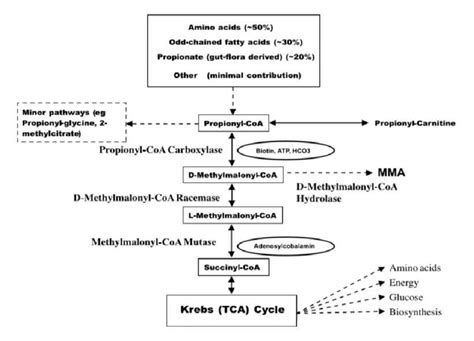 Propionyl Coa To Succinyl Coa Mechanism