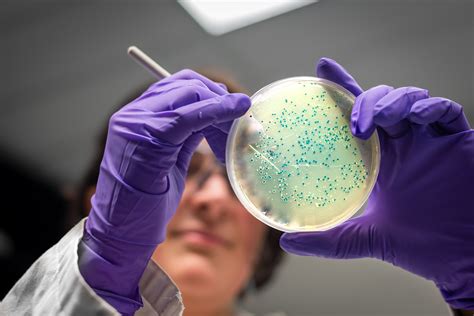 Common Bacteria Modified To Make Designer Sugar-based Drug | QNewsHub