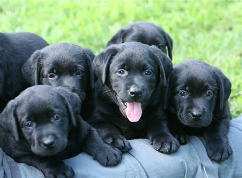 Black Labrador Retriever Puppies For Sale | Hidden Pond Labradors