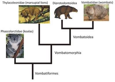 Evolution - Evolution of Koalas