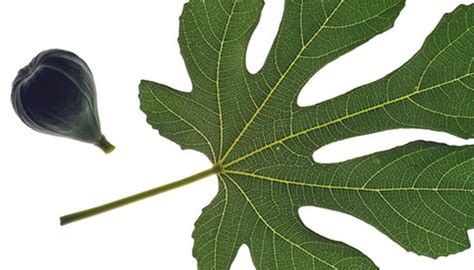 Fig Tree Leaf Identification | Garden Guides