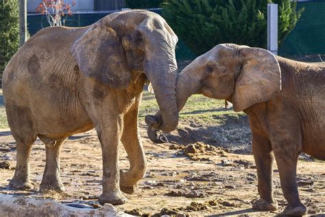 View an Interactive Map of The Maryland Zoo