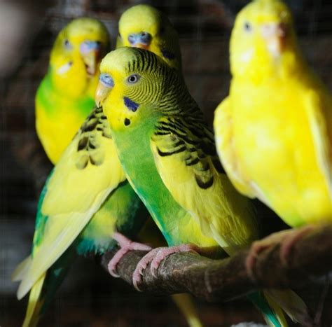 Parakeet/Budgie Photos | ThriftyFun