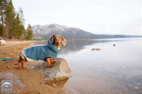 10 Dog Friendly Beaches in Lake Tahoe - YouDidWhatWithYourWiener.com