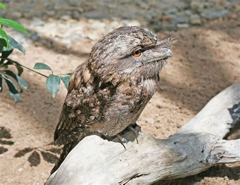 Frogmouth | Nocturnal, Soft-plumaged, Insectivorous | Britannica