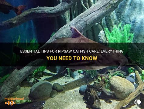 Essential Tips For Ripsaw Catfish Care: Everything You Need To Know ...