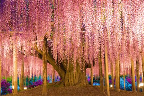 This 144-Year-Old Wisteria Tree In Japan Looks Like A Pink And Purple Sky When You Stand Below It