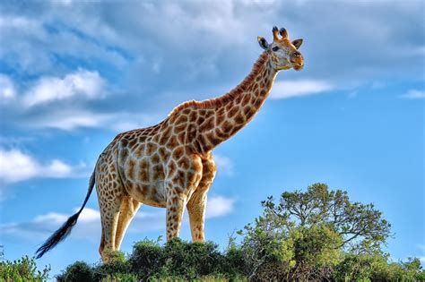 Top 69+ wallpaper giraffe super hot - in.cdgdbentre