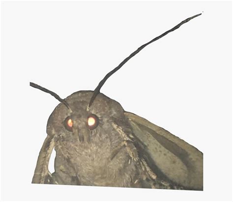 Moth Lamp Meme Transparent, HD Png Download - kindpng