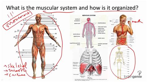 8.4 Muscular System Structure and Function - YouTube