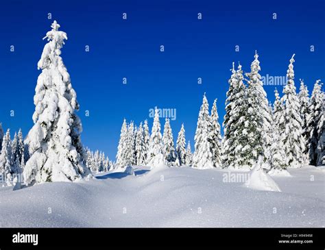 Snowy winter landscape in Harz National Park, snow-covered spruces ...