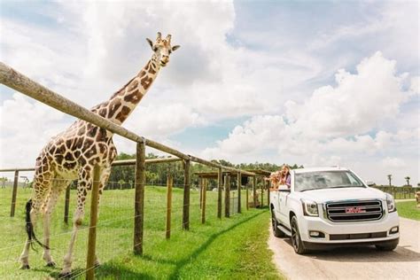 Orlando: Drive-Thru Safari Park at Wild Florida | GetYourGuide