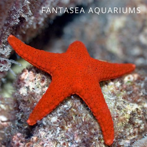 Red Fromia Starfish Care | Fromia milleporella - Maryland Aquarium Design, Installation, and ...