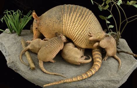 20 Armadillo Facts for Kids to Expand Your Knowledge – Facts For Kids