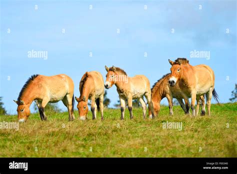 Przewalski's horse (Equus przewalski), herd in a meadow, Germany ...