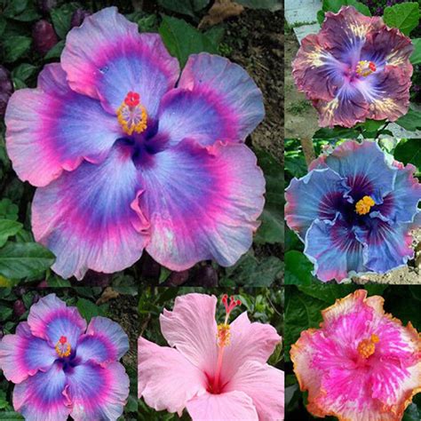 Rare Mix Colors Giant Hibiscus Seeds Potted Plant Perennial Flowers ...