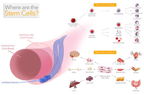 How Much Does Cord Blood Banking Cost? - HealthBanksUS