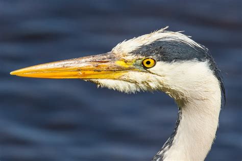 Colyton Wildlife: Grey Heron with prey portraiture (MEGA close pics)