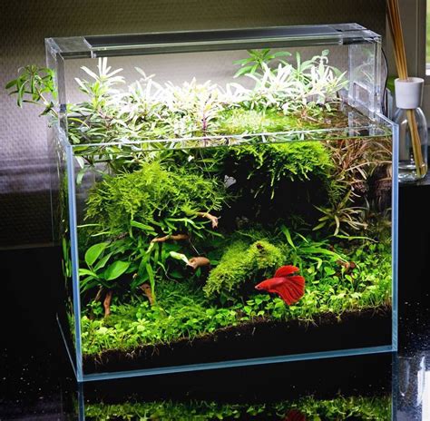 aquascape | Tumblr | Fish tank plants, Betta tank, Cool fish tanks