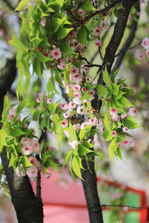 Cherry Blossom Flowers in Garden at Japan Mint, Stock Photo - Image of japanese, nature: 66514598
