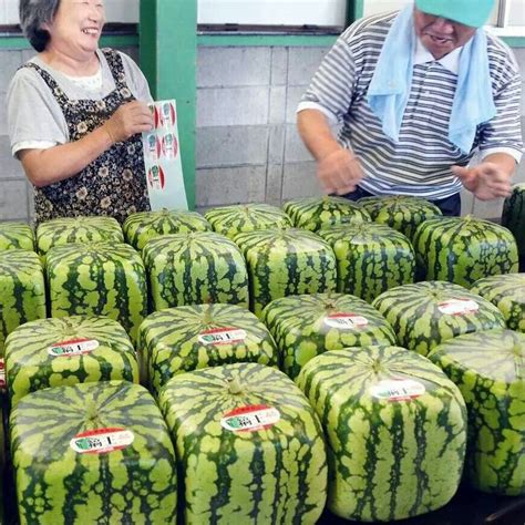 Square watermelons for sale in Japan